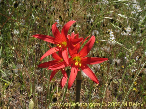 Rhodophiala advenaの写真