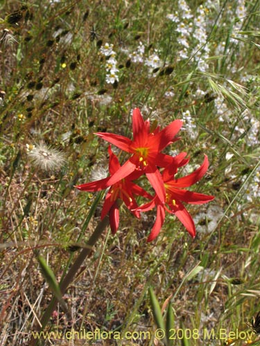 Bild von Rhodophiala advena (). Klicken Sie, um den Ausschnitt zu vergrössern.