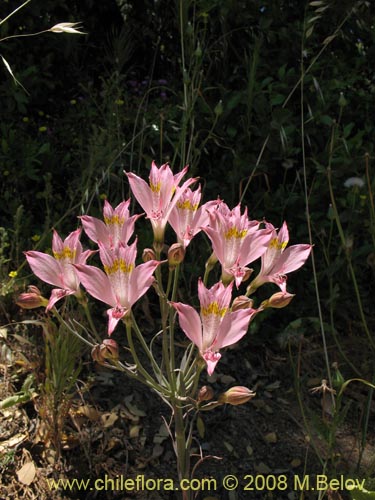 Фотография Alstroemeria angustifolia (). Щелкните, чтобы увеличить вырез.