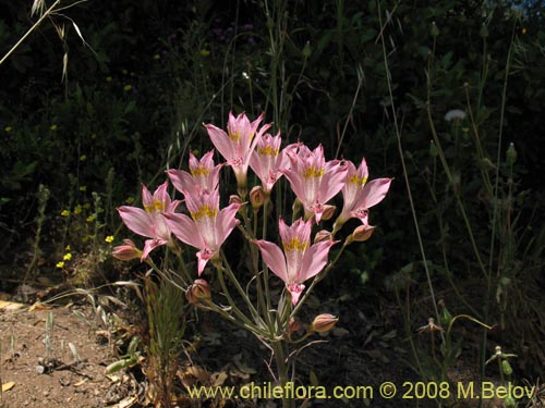 Bild von Alstroemeria angustifolia (). Klicken Sie, um den Ausschnitt zu vergrössern.