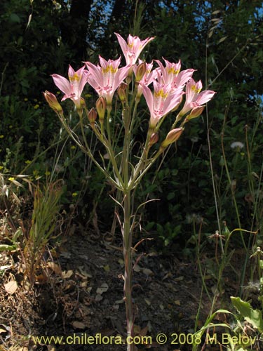 Фотография Alstroemeria angustifolia (). Щелкните, чтобы увеличить вырез.