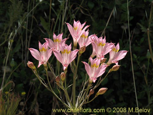 Image of Alstroemeria angustifolia (). Click to enlarge parts of image.