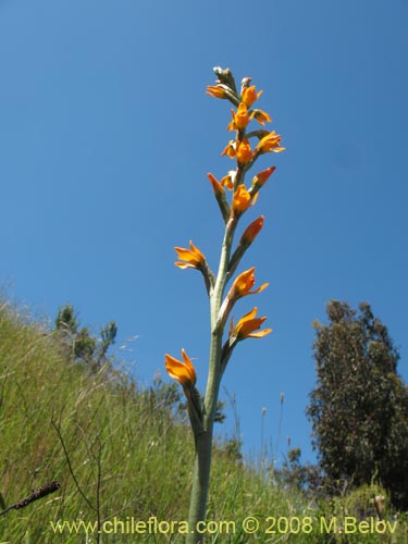 Chloraea chrysanthaの写真