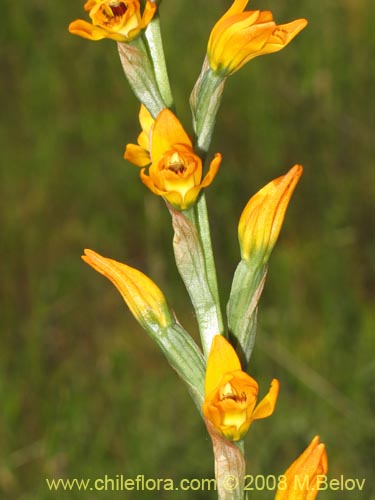 Chloraea chrysantha的照片