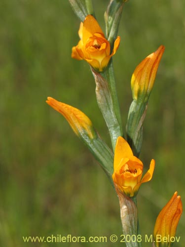 Chloraea chrysanthaの写真