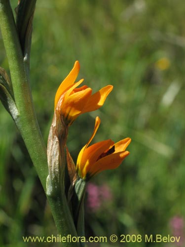 Chloraea chrysanthaの写真