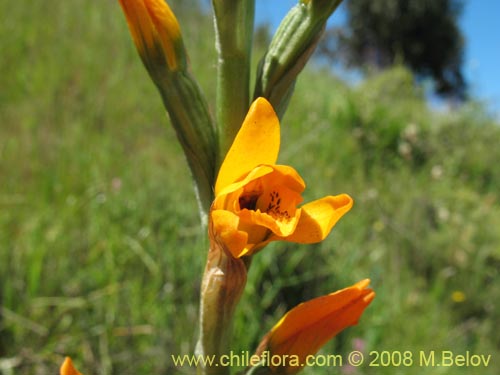 Фотография Chloraea chrysantha (). Щелкните, чтобы увеличить вырез.