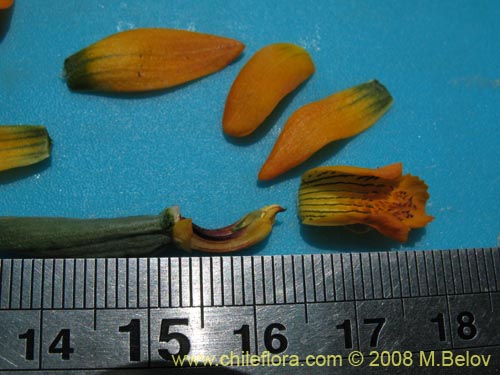 Image of Chloraea chrysantha (). Click to enlarge parts of image.