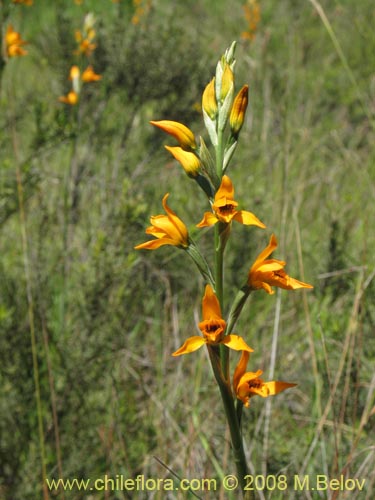 Bild von Chloraea chrysantha (). Klicken Sie, um den Ausschnitt zu vergrössern.