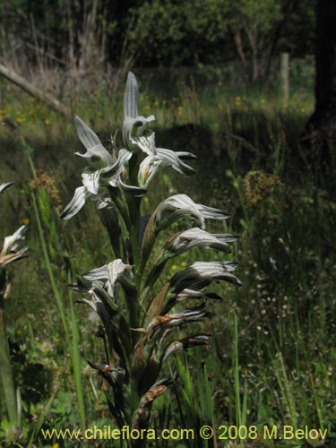 Image of Chloraea incisa (). Click to enlarge parts of image.