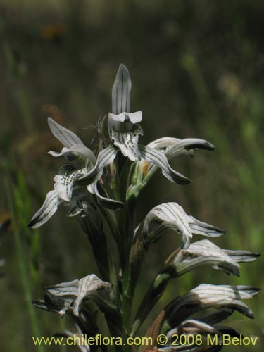 Image of Chloraea incisa (). Click to enlarge parts of image.