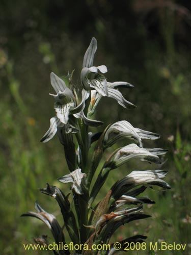 Imágen de Chloraea incisa (). Haga un clic para aumentar parte de imágen.