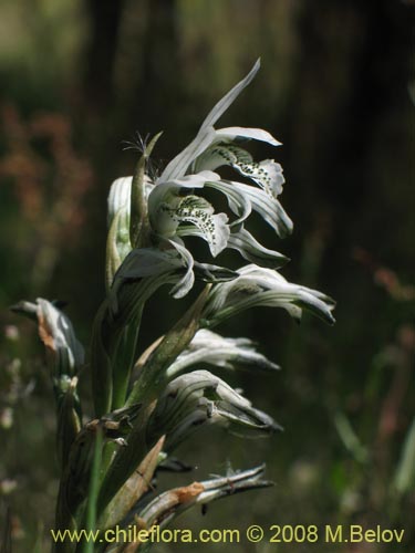 Фотография Chloraea incisa (). Щелкните, чтобы увеличить вырез.