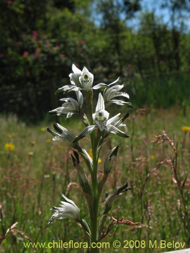 Chloraea incisaの写真