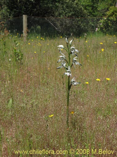 Imágen de Chloraea incisa (). Haga un clic para aumentar parte de imágen.