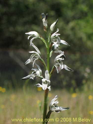 Bild von Chloraea incisa (). Klicken Sie, um den Ausschnitt zu vergrössern.