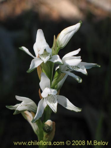 Chloraea incisaの写真