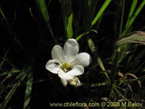 Imágen de Planta no identificada sp. #1206 (). Haga un clic para aumentar parte de imágen.