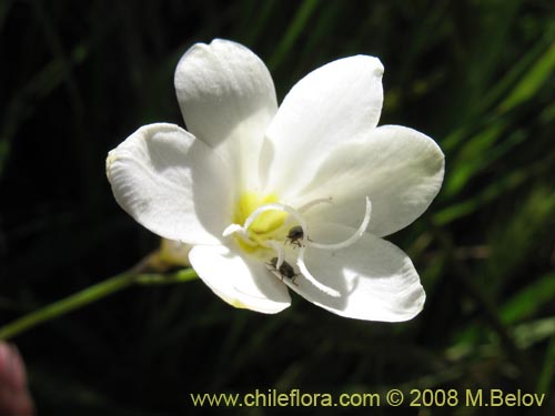 Imágen de Planta no identificada sp. #1206 (). Haga un clic para aumentar parte de imágen.