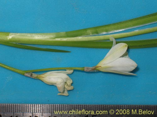 Image of Unidentified Plant sp. #1206 (). Click to enlarge parts of image.