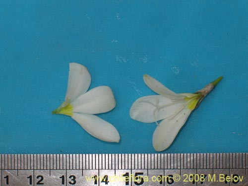 未確認の植物種 sp. #1206の写真