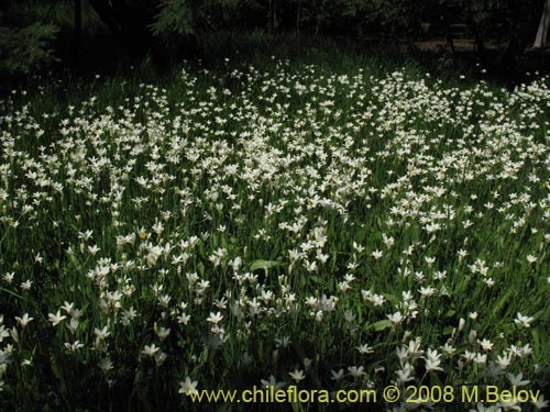 Imágen de Planta no identificada sp. #1206 (). Haga un clic para aumentar parte de imágen.