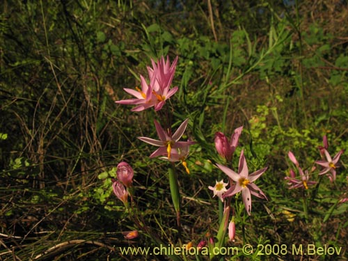 Sisyrinchium scirpoideum var. scirpoideumの写真