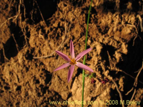 Bild von Sisyrinchium scirpoideum var. scirpoideum (). Klicken Sie, um den Ausschnitt zu vergrössern.