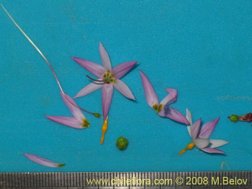 Image of Sisyrinchium scirpoideum var. scirpoideum (). Click to enlarge parts of image.