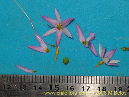 Sisyrinchium scirpoideum var. scirpoideumの写真