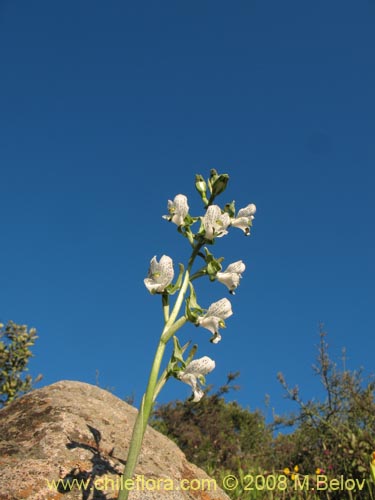 Фотография Chloraea galeata (). Щелкните, чтобы увеличить вырез.