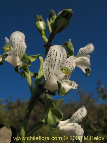 Image of Chloraea galeata (). Click to enlarge parts of image.