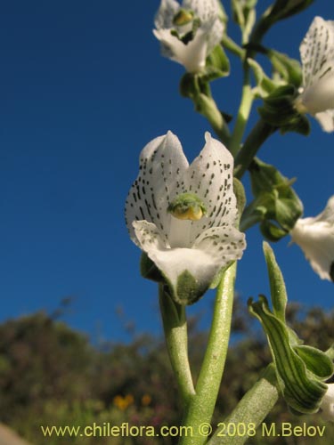 Image of Chloraea galeata (). Click to enlarge parts of image.