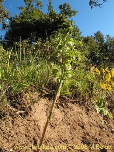 Image of Bipinnula plumosa (Flor del bigote). Click to enlarge parts of image.