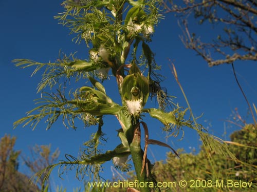 Image of Bipinnula plumosa (Flor del bigote). Click to enlarge parts of image.