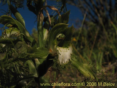 Image of Bipinnula plumosa (Flor del bigote). Click to enlarge parts of image.