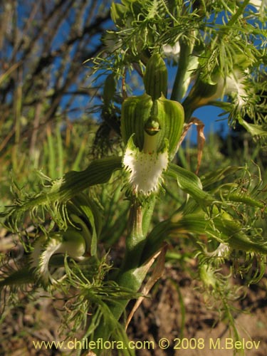 Imágen de Bipinnula plumosa (Flor del bigote). Haga un clic para aumentar parte de imágen.