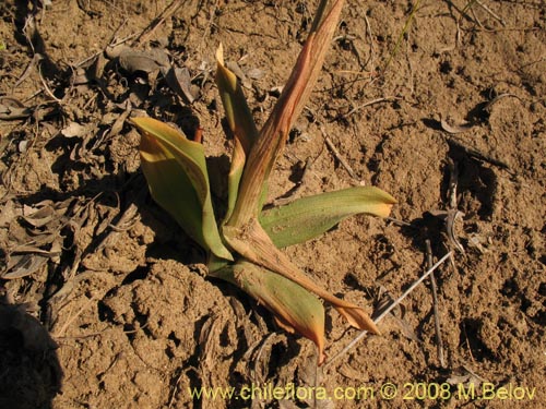 Image of Bipinnula plumosa (Flor del bigote). Click to enlarge parts of image.