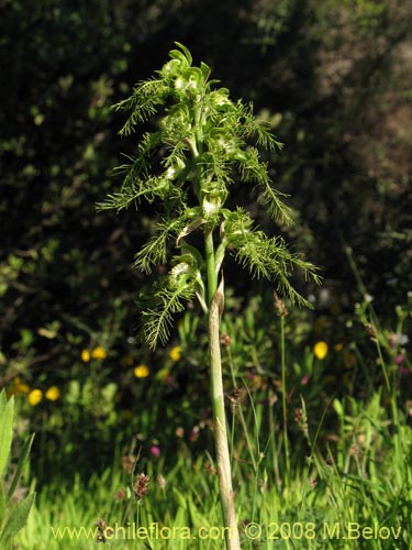 Image of Bipinnula plumosa (Flor del bigote). Click to enlarge parts of image.