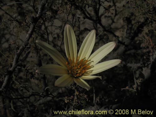 Mutisia roseaの写真