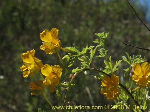 Image of Tropaeolum looserii (). Click to enlarge parts of image.