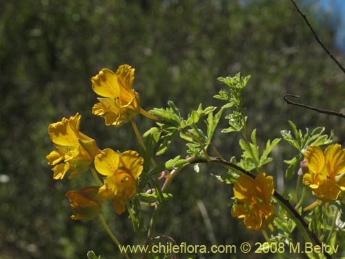 Tropaeolum looserii的照片