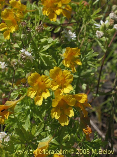 Imágen de Tropaeolum looserii (). Haga un clic para aumentar parte de imágen.