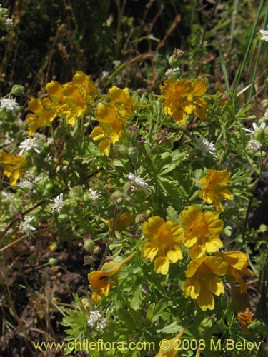 Tropaeolum looserii의 사진