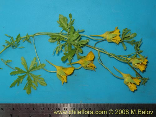 Tropaeolum looserii의 사진