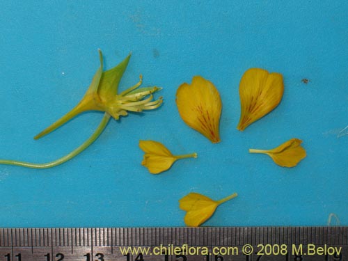 Tropaeolum looseriiの写真