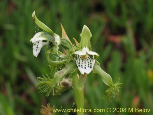 Фотография Bipinnula fimbriata (). Щелкните, чтобы увеличить вырез.