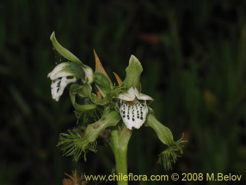Image of Bipinnula fimbriata (). Click to enlarge parts of image.