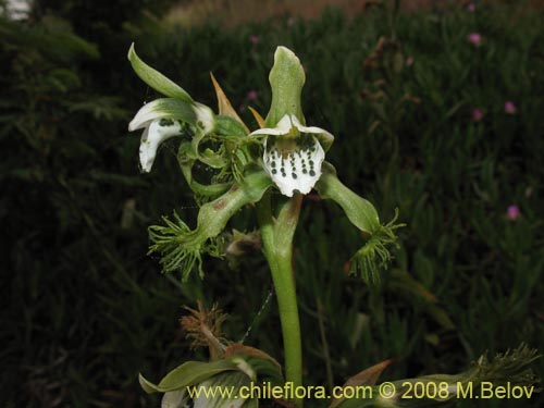 Bipinnula fimbriataの写真