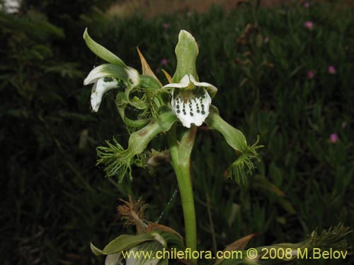 Image of Bipinnula fimbriata (). Click to enlarge parts of image.